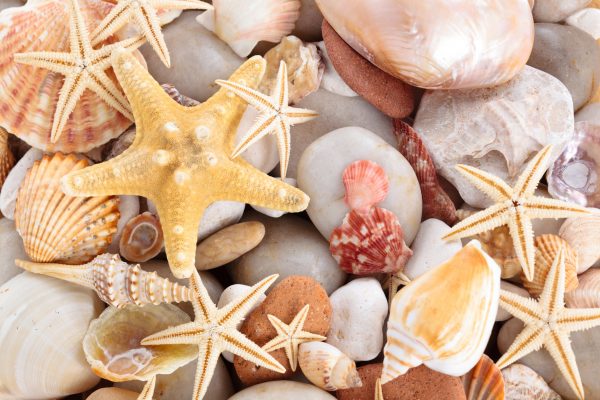 Seashells Panama City Beach Florida