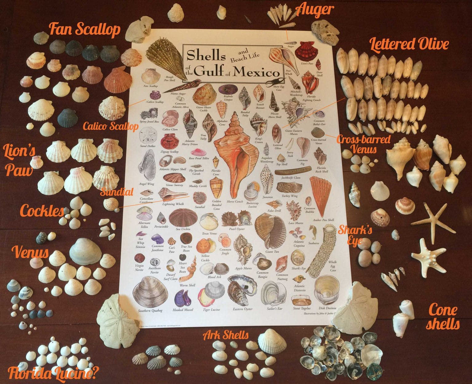 Seashells found in Panama City Beach with Poster