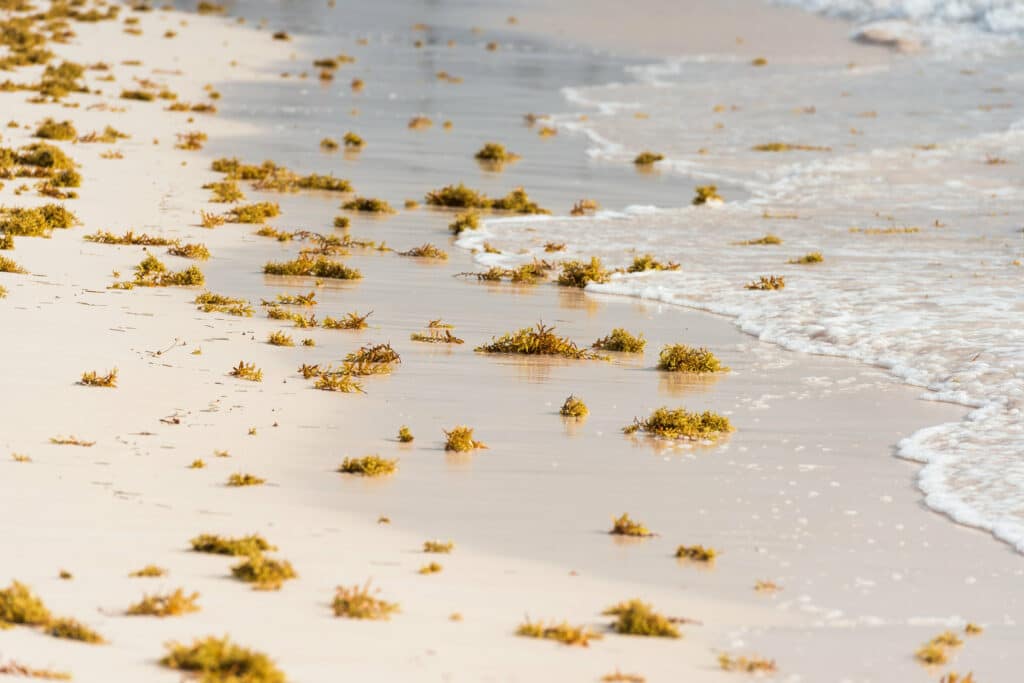 Panama City Beach Seaweed on the beach